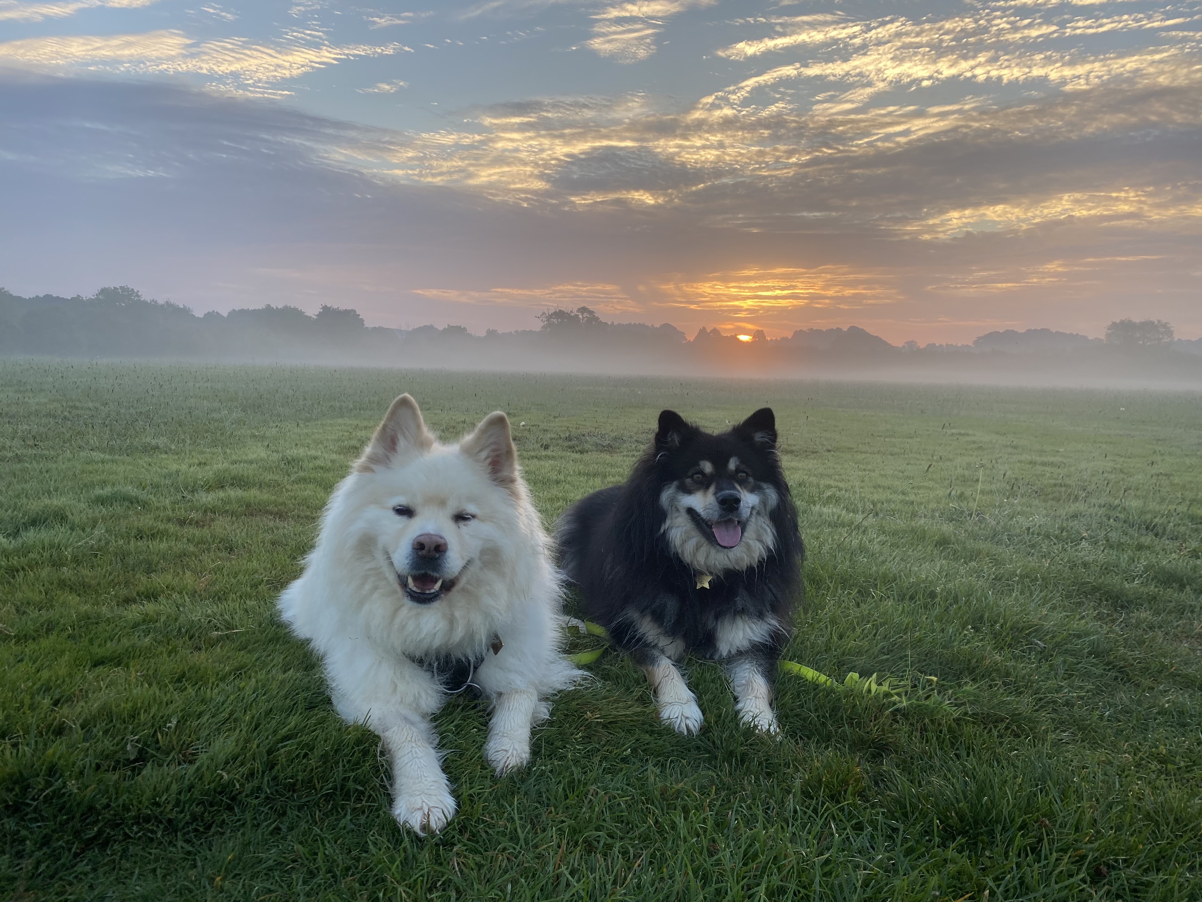 Sharon's two Finnish Lapphunds sitting together in a misty field at sunrise